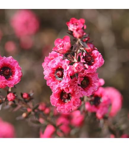 Amazon｜観葉植物：ギョリュウバイ*御柳梅 5号 プラポット｜観葉